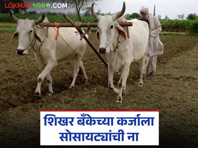 State apex bank provides loans directly to societies at low interest rates; only 8 proposals received from the state | राज्य शिखर बँकेकडून थेट सोसायट्यांना कमी व्याजदरात कर्जपुरवठा; राज्यातून आले केवळ ८ प्रस्ताव State apex bank provides loans directly to societies at low interest rates; only 8 proposals received from the state | राज्य शिखर बँकेकडून थेट सोसायट्यांना कमी व्याजदरात कर्जपुरवठा; राज्यातून आले केवळ ८ प्रस्ताव