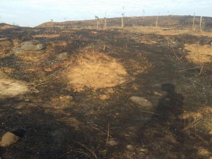 Eat Shanke Shinde created a fire of 1 lakh trees planted by people | खा. श्रीकांत शिंदे यांनी लोकसहभागातून लावलेल्या १ लाख वृक्षांची जाळपोळ Eat Shanke Shinde created a fire of 1 lakh trees planted by people | खा. श्रीकांत शिंदे यांनी लोकसहभागातून लावलेल्या १ लाख वृक्षांची जाळपोळ