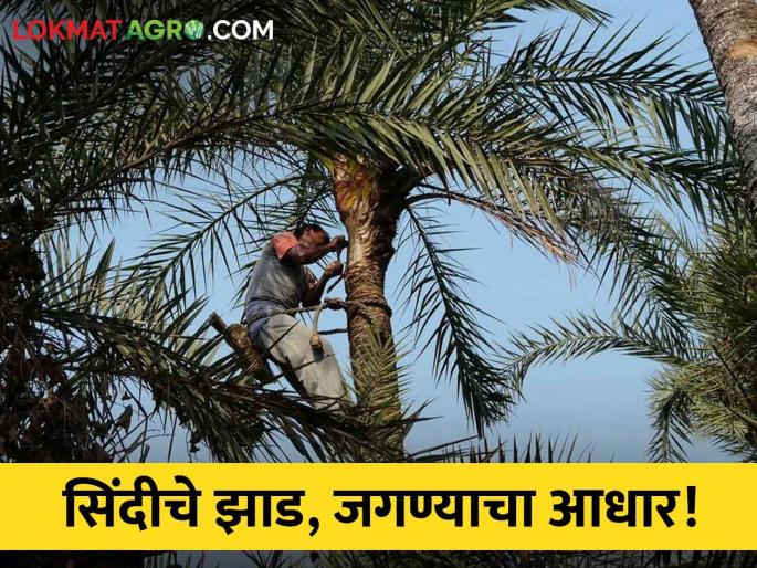 Latest News Sindhi palm tree became source of income on farmer family in gondiya | Shindi Palm Tree : सिंदीचे झाडं कसं बनले कुटूंबाच्या उदरनिर्वाहाचे साधन, जाणून घ्या सविस्तर 