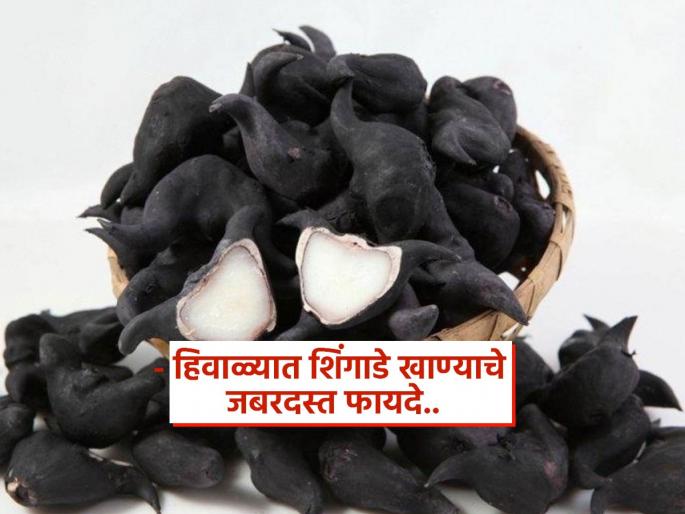 Amazing health benefits of eating singhara in winter season | चांगले दिसतं नसले तरी थंडीत खूप गुणकारी ठरतात शिंगाडे, फायदे वाचाल तर रोज खाल! Amazing health benefits of eating singhara in winter season | चांगले दिसतं नसले तरी थंडीत खूप गुणकारी ठरतात शिंगाडे, फायदे वाचाल तर रोज खाल!