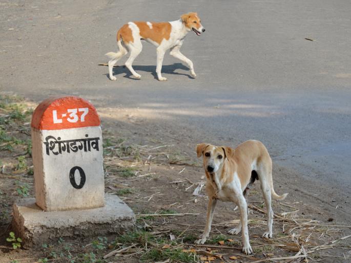 Shingguagan did 9 7 dogs 'family planning' | शिंगडगावानं केलं ९७ कुत्र्यांचं ‘फॅमिली प्लॅनिंग’ Shingguagan did 9 7 dogs 'family planning' | शिंगडगावानं केलं ९७ कुत्र्यांचं ‘फॅमिली प्लॅनिंग’