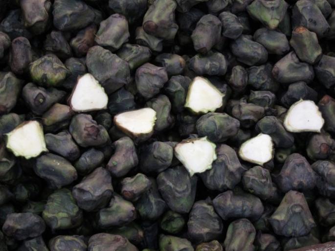 Singhara health benefits in Marathi do you know about these benefits of singhara | शिंगाड्याचे 'हे' फायदे तुम्हाला माहीत नसतील Singhara health benefits in Marathi do you know about these benefits of singhara | शिंगाड्याचे 'हे' फायदे तुम्हाला माहीत नसतील