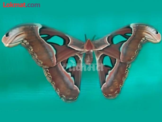 Sangli: Rare Snake Moth, 11 Inch Rare "Atlas Moth" found in Shirala | Sangli: ११ इंचाचा दुर्मिळ "ॲटलास मॉथ" पतंग, शिराळ्यामध्ये आढळले चक्क नागाचे फुलपाखरू Sangli: Rare Snake Moth, 11 Inch Rare "Atlas Moth" found in Shirala | Sangli: ११ इंचाचा दुर्मिळ "ॲटलास मॉथ" पतंग, शिराळ्यामध्ये आढळले चक्क नागाचे फुलपाखरू