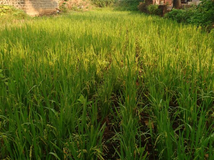 Rice should be harvested by the rains in Shirala taluka | शिराळा तालुक्यात अवकाळी पावसाने भात पिकास खोडवे Rice should be harvested by the rains in Shirala taluka | शिराळा तालुक्यात अवकाळी पावसाने भात पिकास खोडवे