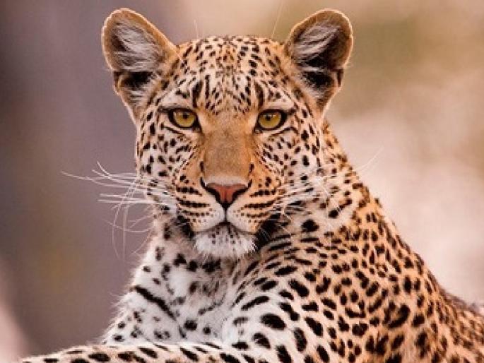 Four leopards died in the New Year in the jurisdiction of Shirala Forest Department | Sangli: शिराळा वन विभागाच्या कार्यक्षेत्रात नववर्षात चार बिबट्यांचा मृत्यू Four leopards died in the New Year in the jurisdiction of Shirala Forest Department | Sangli: शिराळा वन विभागाच्या कार्यक्षेत्रात नववर्षात चार बिबट्यांचा मृत्यू