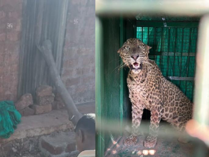 Brave villagers took precautions and captured a leopard that had entered a house in Shivarwadi, Shirala taluka sangli | Sangli: बांधकाम सुरू असलेल्या घरात बिबट्या घुसला, ग्रामस्थांनी प्रसंगावधान राखत दरवाजा नसतानाही पत्रे बांबू लावून कोंडून घातला Brave villagers took precautions and captured a leopard that had entered a house in Shivarwadi, Shirala taluka sangli | Sangli: बांधकाम सुरू असलेल्या घरात बिबट्या घुसला, ग्रामस्थांनी प्रसंगावधान राखत दरवाजा नसतानाही पत्रे बांबू लावून कोंडून घातला