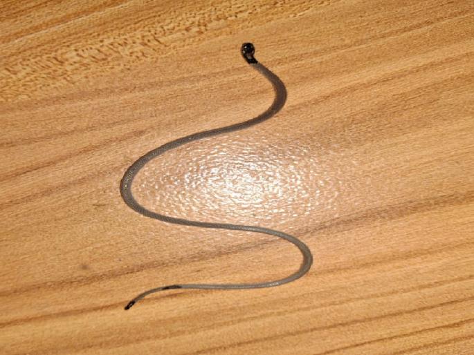 Venomous Powala snake found in Shirala Sangli district | सांगली जिल्ह्यातील शिराळ्यात विषारी ‘पोवळा साप’ आढळला; सर्वात लहान विषारी सापांपैकी एक