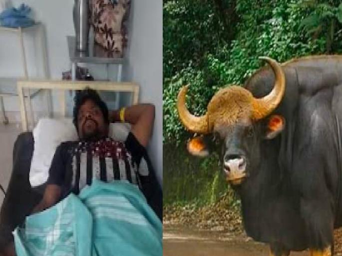 Bike rider seriously injured in gaur attack, incident at Shirgaon Sindhudurg | Sindhudurg: गव्याच्या हल्ल्यात दुचाकीस्वार गंभीर जखमी, शिरगाव येथील घटना Bike rider seriously injured in gaur attack, incident at Shirgaon Sindhudurg | Sindhudurg: गव्याच्या हल्ल्यात दुचाकीस्वार गंभीर जखमी, शिरगाव येथील घटना