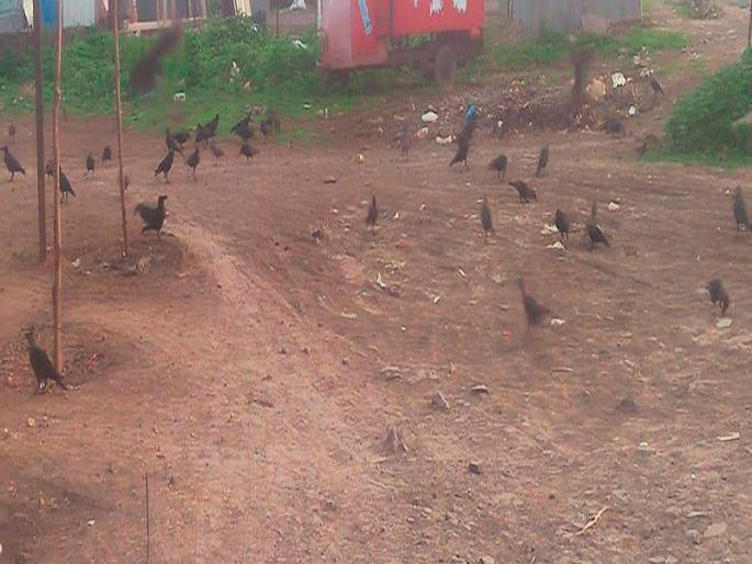A school of ravens filled with lions; Avalia that feeds on ravens | श्रीगोंद्यात भरते कावळ्यांची शाळा; कावळ्यांना खाद्य टाकणारा अवलिया A school of ravens filled with lions; Avalia that feeds on ravens | श्रीगोंद्यात भरते कावळ्यांची शाळा; कावळ्यांना खाद्य टाकणारा अवलिया