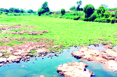 When the river is free from the pollution of Shirol! | शिरोळला नदी प्रदूषणातून मुक्ती केव्हा! When the river is free from the pollution of Shirol! | शिरोळला नदी प्रदूषणातून मुक्ती केव्हा!