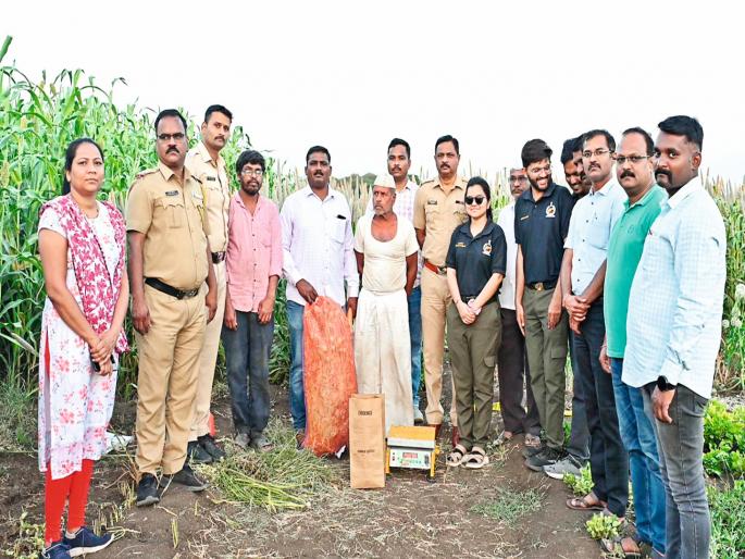 pune crime Opium cultivation as an intercrop in sugarcane fields in Shirur taluka | Pune Crime: शिरूर तालुक्यात उसाच्या शेतात आंतरपीक म्हणून अफूची शेती pune crime Opium cultivation as an intercrop in sugarcane fields in Shirur taluka | Pune Crime: शिरूर तालुक्यात उसाच्या शेतात आंतरपीक म्हणून अफूची शेती