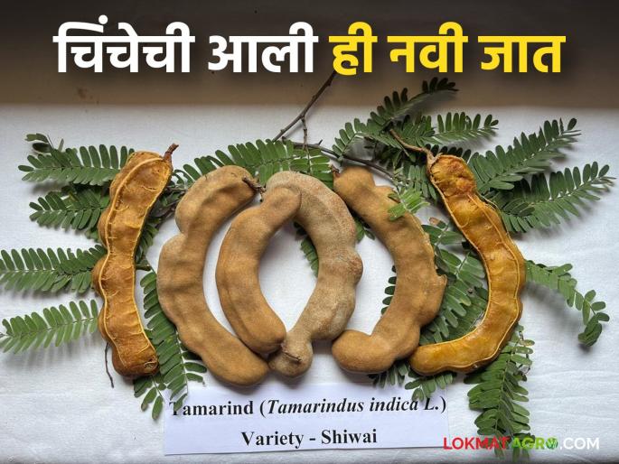 A new variety of tamarind yielding eight to nine quintals per plant; Read in detail | एका झाडापासून आठ ते नऊ क्विंटल उत्पादन देणारी चिंचेची नवीन जात; वाचा सविस्तर A new variety of tamarind yielding eight to nine quintals per plant; Read in detail | एका झाडापासून आठ ते नऊ क्विंटल उत्पादन देणारी चिंचेची नवीन जात; वाचा सविस्तर