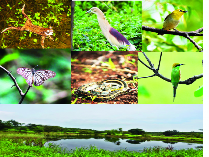 Protect the rich environment of Shivaji University | शिवाजी विद्यापीठाच्या समृद्ध पर्यावरणाचा पक्ष्यांना लळा Protect the rich environment of Shivaji University | शिवाजी विद्यापीठाच्या समृद्ध पर्यावरणाचा पक्ष्यांना लळा