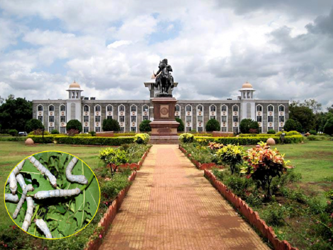 Do you want to do a diploma in silk science? Where to contact | रेशीमशास्त्रात डिप्लोमा करायचाय ? कुठे कराल संपर्क Do you want to do a diploma in silk science? Where to contact | रेशीमशास्त्रात डिप्लोमा करायचाय ? कुठे कराल संपर्क