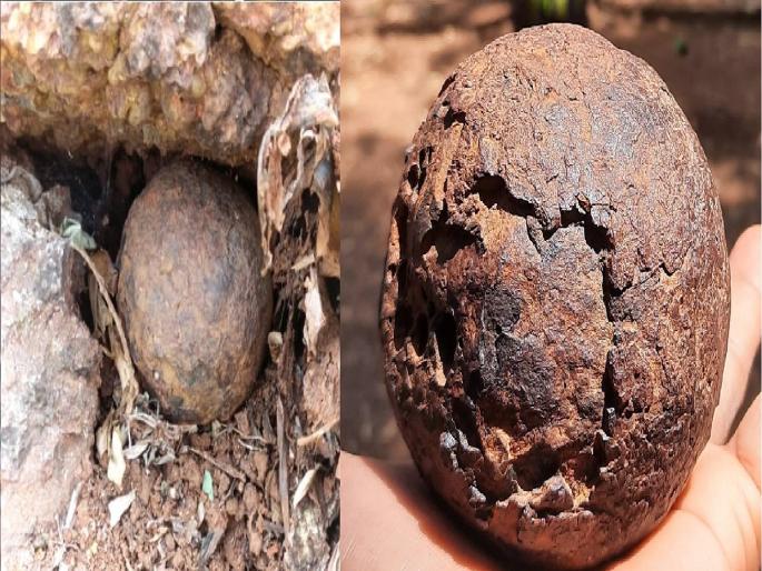 Chatrapati Shivaji Maharaj: artillery found at Panhala fort, Local demands archaeological department research | Chatrapati Shivaji Maharaj: पन्हाळा किल्ल्यावर सापडला शिवकालीन तोफगोळा, स्थानिकांकडून पुरातत्व संशोधनाची मागणी Chatrapati Shivaji Maharaj: artillery found at Panhala fort, Local demands archaeological department research | Chatrapati Shivaji Maharaj: पन्हाळा किल्ल्यावर सापडला शिवकालीन तोफगोळा, स्थानिकांकडून पुरातत्व संशोधनाची मागणी