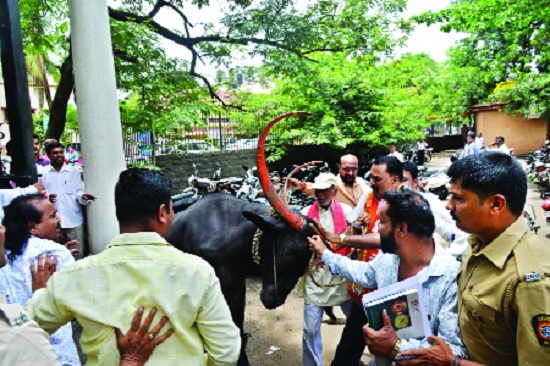 After the buzz of Shiv Sena movement, the movement ran away | शिवसेनेच्या आंदोलनात म्हैस उधळल्याने पळापळ After the buzz of Shiv Sena movement, the movement ran away | शिवसेनेच्या आंदोलनात म्हैस उधळल्याने पळापळ