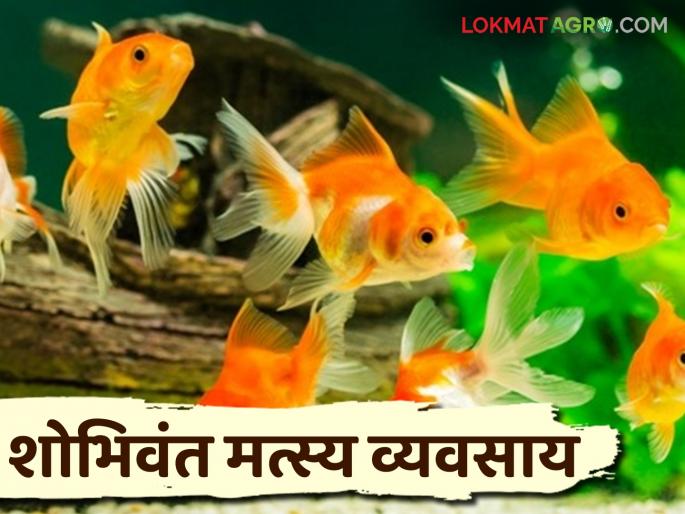 Latest News Fish Farming Opportunity to earn money from ornamental fish business, how to do business see details | Fish Farming Business : शोभेच्या मासे व्यवसायातून पैसा कमावण्याची संधी, कसा करायचा हा व्यवसाय? 