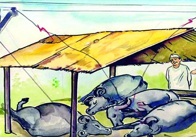 Due to the loss of wheels in Sonbardi, my mother died | सोनबर्डी येथे विज तार तुटल्याने म्हैस मृत्यूमुखी