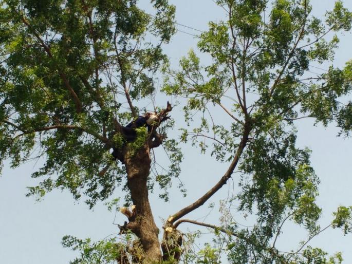 Due to electric shock labour death at village in akola | झाडाची फांदी तोडताना विद्युत शॉक लागून शेतमजूराचा मृत्यू Due to electric shock labour death at village in akola | झाडाची फांदी तोडताना विद्युत शॉक लागून शेतमजूराचा मृत्यू