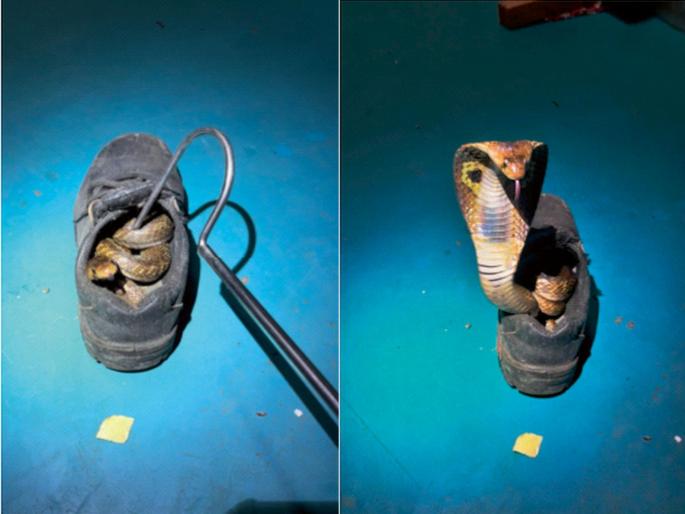 A three-foot cobra was hidden in a security guard's shoe! Incident in a private company, disaster averted after being noticed | सुरक्षारक्षकाच्या बुटात लपला होता तीन फुटांचा कोब्रा ! लक्षात आल्याने अनर्थ टळला