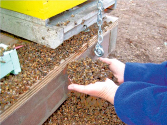 Varroa mite parasitic insect that attacks and feeds on honeybees | एक कोटी मधमाश्यांची कत्तल आणि ‘लॉकडाऊन’! ‘व्हॅरोआ माइट’ किटकाचं आक्रमण Varroa mite parasitic insect that attacks and feeds on honeybees | एक कोटी मधमाश्यांची कत्तल आणि ‘लॉकडाऊन’! ‘व्हॅरोआ माइट’ किटकाचं आक्रमण