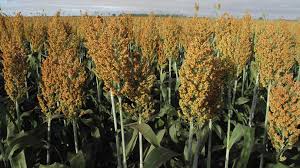 sorghum sowing will increase | खारपाणपट्यात खरीप ज्वारीचा पेरा वाढवणार ! sorghum sowing will increase | खारपाणपट्यात खरीप ज्वारीचा पेरा वाढवणार !