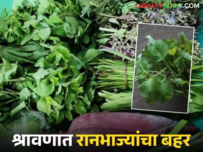 Ranbhaji : The season of wild vegetables blossoms in Shravan; The treasure trove of nutrients is available in the market for sale | Ranbhaji : श्रावणात बहरला रानभाज्यांचा हंगाम; पौष्टिकतेचा खजिना विक्रीसाठी बाजारामध्ये दाखल