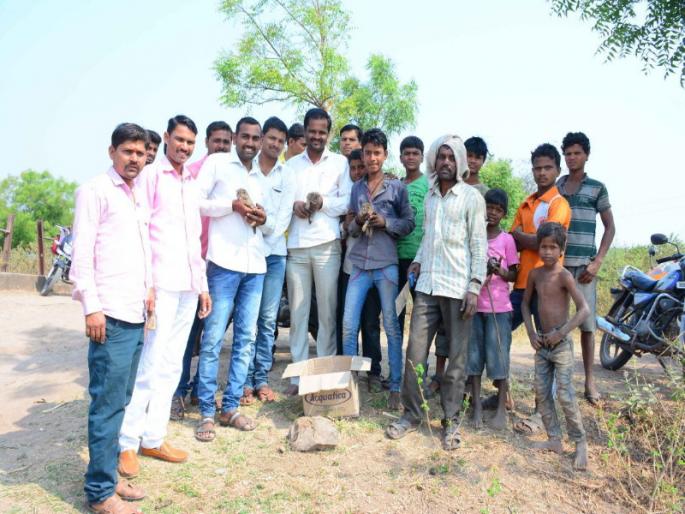 people dreaded from civet as leopard due to miss identity In Shirur taluka | शिरूर तालुक्यात बिबट्या समजून घेतला उदमांजराच्या पिल्लांचा धसका 