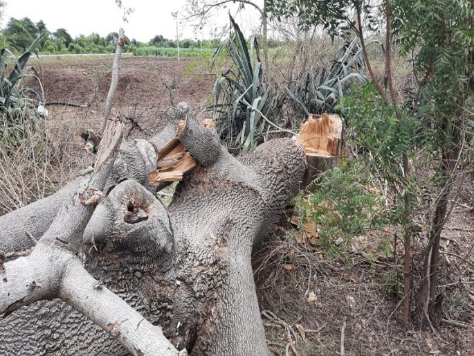 Deforestation of trees in Belwandi Fata area | बेलवंडी फाटा परिसरातील वनहद्दीत झाडांची कत्तल