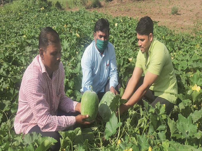 Shrigonda's pumpkin enhances the taste of Agra's Petha sweets | श्रीगोंद्याच्या कोहळ्याने वाढविला आग्राच्या पेठा मिठाईचा स्वाद Shrigonda's pumpkin enhances the taste of Agra's Petha sweets | श्रीगोंद्याच्या कोहळ्याने वाढविला आग्राच्या पेठा मिठाईचा स्वाद