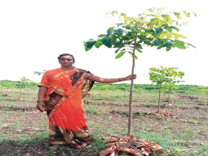 Mahogany blossomed by Ranaragini in Pedgaon Shivara | पेडगाव शिवारात रणरागिणीने फुलविली महोगणी Mahogany blossomed by Ranaragini in Pedgaon Shivara | पेडगाव शिवारात रणरागिणीने फुलविली महोगणी