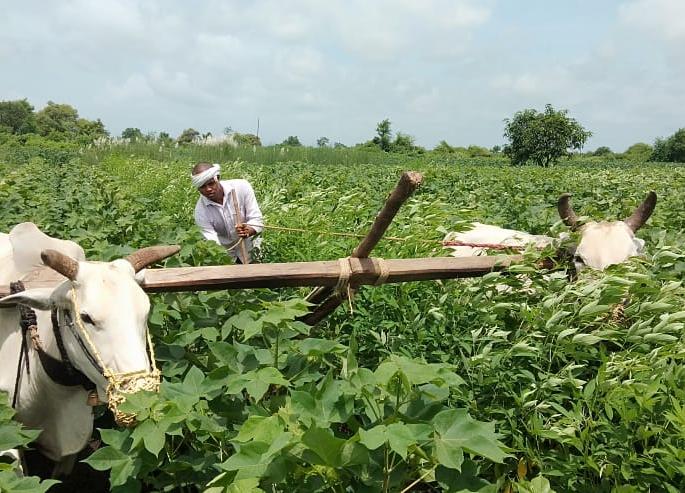 after M.sc agriculture, when he become farmar, a story of young man | शेतीमार्गावर चालायला सुरुवात केली आणि थेट शेतकरीच झालो! after M.sc agriculture, when he become farmar, a story of young man | शेतीमार्गावर चालायला सुरुवात केली आणि थेट शेतकरीच झालो!