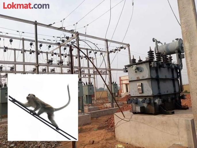Mercatli! A monkey turned off the lights in Sri Lanka, know how the entire country was plunged into darkness | मर्कटलीला! एका माकडाने केली संपूर्ण श्रीलंकेतील बत्ती गुल, जाणून घ्या कसा संपूर्ण देश बुडाला अंधारात Mercatli! A monkey turned off the lights in Sri Lanka, know how the entire country was plunged into darkness | मर्कटलीला! एका माकडाने केली संपूर्ण श्रीलंकेतील बत्ती गुल, जाणून घ्या कसा संपूर्ण देश बुडाला अंधारात