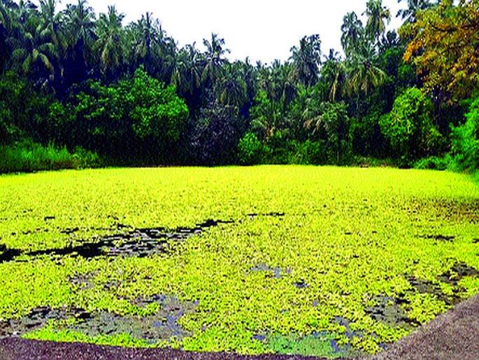 Decrease in number of lotuses in Lake Dahanu | डहाणूतील तलावात कमळांच्या संख्येत घट Decrease in number of lotuses in Lake Dahanu | डहाणूतील तलावात कमळांच्या संख्येत घट