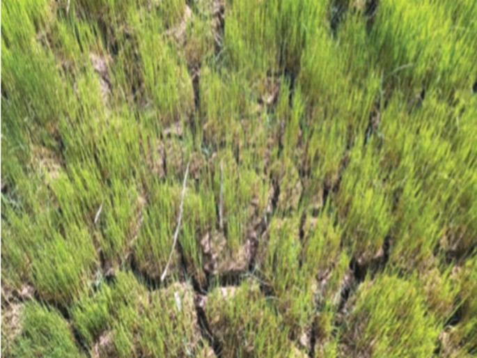 Due to insufficient water supply of Surya canal, paddy was planted | सूर्या कालव्याच्या अपुऱ्या पाणीपुरवठ्यामुळे भातरोपे करपली; पेठ परिसरातील भातलावणीही खोळंबल्या Due to insufficient water supply of Surya canal, paddy was planted | सूर्या कालव्याच्या अपुऱ्या पाणीपुरवठ्यामुळे भातरोपे करपली; पेठ परिसरातील भातलावणीही खोळंबल्या