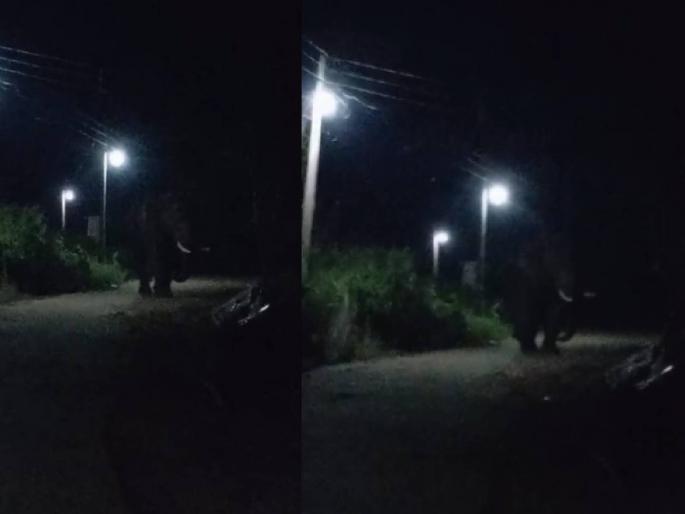 A wild elephant entered the road in Chambharda Teli of Gadchireli taluka, there is an atmosphere of terror in the village. | तीन महिन्यांपूर्वी कळपातून भरकटलेला रानटी टस्कर हत्तीची थेट गावात ‘एन्ट्री’  A wild elephant entered the road in Chambharda Teli of Gadchireli taluka, there is an atmosphere of terror in the village. | तीन महिन्यांपूर्वी कळपातून भरकटलेला रानटी टस्कर हत्तीची थेट गावात ‘एन्ट्री’