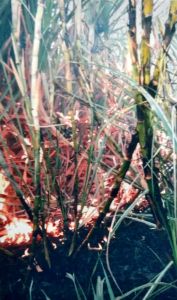 Wheat fire in Patdo Shivtar in Chalisgaon taluka | चाळीसगाव तालुक्यातील पातोंडे शिवारात उसाला आग Wheat fire in Patdo Shivtar in Chalisgaon taluka | चाळीसगाव तालुक्यातील पातोंडे शिवारात उसाला आग