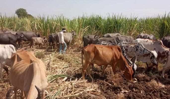 Lockdown: One acre of sugarcane planted for Raswanti grazed cattle | लॉकडाऊनचा फटका : रसवंतीसाठी लागवड केलेला एक एकर ऊस गुरांना चारला
