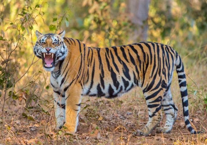 ... And only that leg and head of that farmer had to be cremated! | ...अन् 'त्या' शेतकऱ्याच्या फक्त पाय व डोक्यावरच करावे लागले अंत्यसंस्कार! ... And only that leg and head of that farmer had to be cremated! | ...अन् 'त्या' शेतकऱ्याच्या फक्त पाय व डोक्यावरच करावे लागले अंत्यसंस्कार!