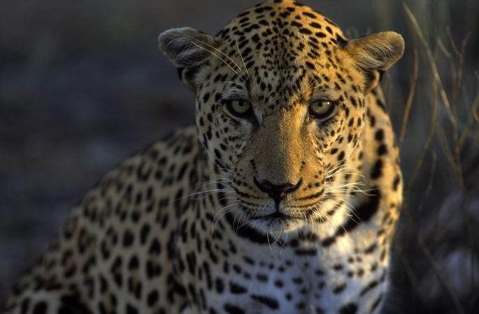 'Operation Birbal-2' to curb wildlife smuggling | वन्यजीवांची तस्करी रोखण्यासाठी आता ‘ऑपरेशन बिरबल-२’