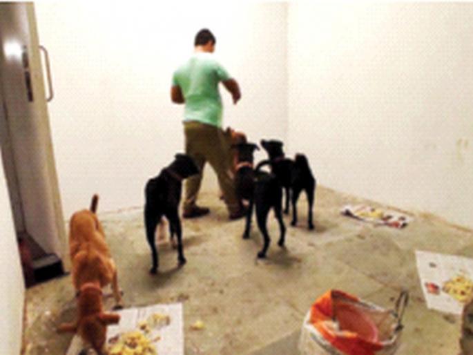 Controversy over feeding stray dogs in society; Conflicting complaint of couple, resident | साेसायटीत भटक्या कुत्र्यांना खाऊ घालण्यावरून वाद; दाम्पत्य, रहिवाशांची परस्पर विरोधी तक्रार Controversy over feeding stray dogs in society; Conflicting complaint of couple, resident | साेसायटीत भटक्या कुत्र्यांना खाऊ घालण्यावरून वाद; दाम्पत्य, रहिवाशांची परस्पर विरोधी तक्रार