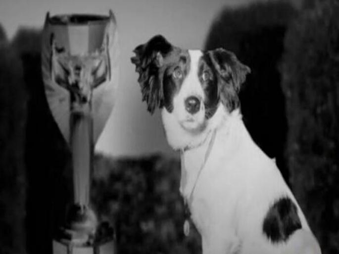 FIFA World Cup 2018: The World Cup has been lost ... found by dog | FIFA World Cup 2018 : विश्वचषक हरवला... एका श्वानाला तो सापडला FIFA World Cup 2018: The World Cup has been lost ... found by dog | FIFA World Cup 2018 : विश्वचषक हरवला... एका श्वानाला तो सापडला