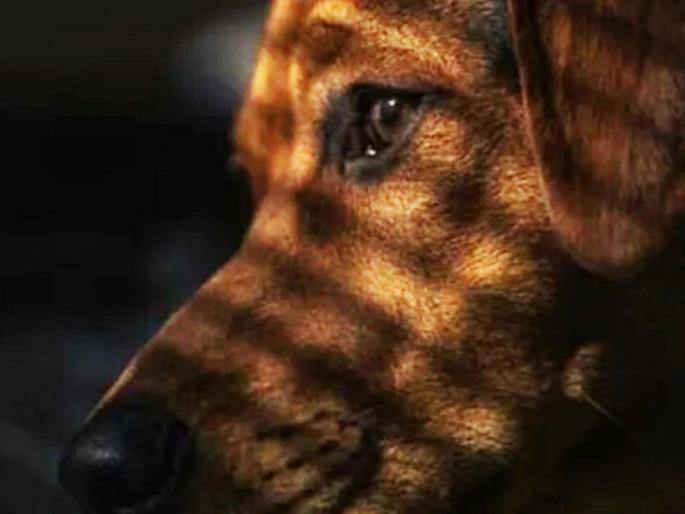 police nab man accused of raping dog in nagpur; incident came to light after the video went viral | विकृतीचा कळस! नागपुरात श्वानावर लैंगिक अत्याचार; विकृताला अटक police nab man accused of raping dog in nagpur; incident came to light after the video went viral | विकृतीचा कळस! नागपुरात श्वानावर लैंगिक अत्याचार; विकृताला अटक