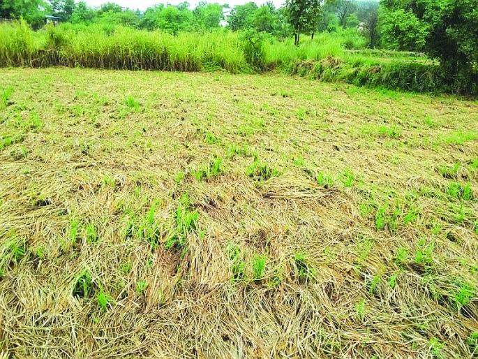 Water in the eyes of the farmers with the return of rain | परतीच्या पावसाच्या तडाख्याने शेतकऱ्यांच्या डोळ्यांत पाणी Water in the eyes of the farmers with the return of rain | परतीच्या पावसाच्या तडाख्याने शेतकऱ्यांच्या डोळ्यांत पाणी