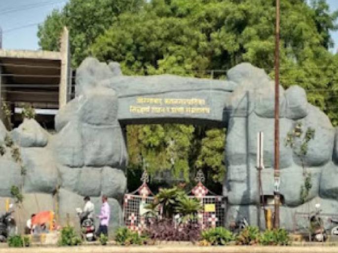 Siddhartha Zoo to get lion, bear, and fox from Karnataka in exchange for three tigers! | सिद्धार्थ प्राणिसंग्रहालयात तीन वाघांच्या मोबदल्यात कर्नाटकातून येणार सिंह, अस्वल, कोल्हा! Siddhartha Zoo to get lion, bear, and fox from Karnataka in exchange for three tigers! | सिद्धार्थ प्राणिसंग्रहालयात तीन वाघांच्या मोबदल्यात कर्नाटकातून येणार सिंह, अस्वल, कोल्हा!
