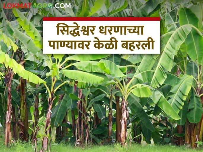 Crops : latest news Vegetable gardens and orchards flourish on the waters of Siddheshwar Dam read in details | Crops : सिद्धेश्वर धरणाच्या पाण्यावर बहरला फळबागांसह भाजीपाल्याचा मळा वाचा सविस्तर Crops : latest news Vegetable gardens and orchards flourish on the waters of Siddheshwar Dam read in details | Crops : सिद्धेश्वर धरणाच्या पाण्यावर बहरला फळबागांसह भाजीपाल्याचा मळा वाचा सविस्तर