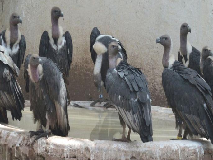 34 white-backed, long-beaked vultures enter Maharashtra from Haryana | पांढऱ्या पाठीची, लांब चोचीची ३४ गिधाडे हरयाणातून महाराष्ट्रात दाखल 34 white-backed, long-beaked vultures enter Maharashtra from Haryana | पांढऱ्या पाठीची, लांब चोचीची ३४ गिधाडे हरयाणातून महाराष्ट्रात दाखल
