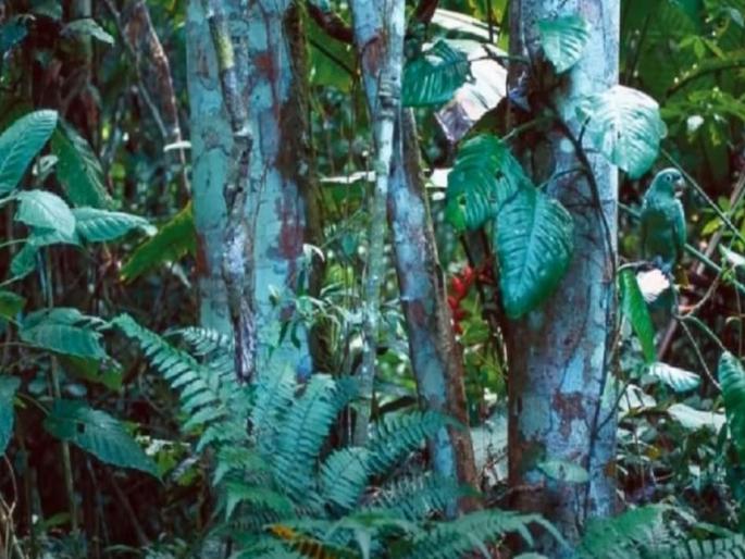 Find a bird in this jungle photo in just 10 seconds | अवघ्या १० सेकंदात या जंगलातील फोटोत एक पक्षी शोधून दाखवा; भलेभले अपयशी ठरले Find a bird in this jungle photo in just 10 seconds | अवघ्या १० सेकंदात या जंगलातील फोटोत एक पक्षी शोधून दाखवा; भलेभले अपयशी ठरले