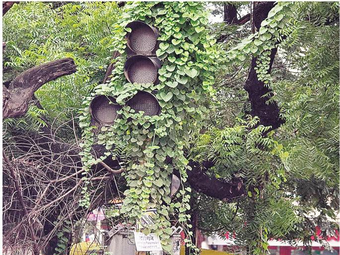43 traffic signals in Chhatrapati Sambhaji Nagar; Cost of 6 crores, half of it is in dust, who is responsible? | छत्रपती संभाजीनगरात ४३ वाहतूक सिग्नल; ६ कोटींचा खर्च, निम्मे धूळखात, जबाबदार कोण? 43 traffic signals in Chhatrapati Sambhaji Nagar; Cost of 6 crores, half of it is in dust, who is responsible? | छत्रपती संभाजीनगरात ४३ वाहतूक सिग्नल; ६ कोटींचा खर्च, निम्मे धूळखात, जबाबदार कोण?