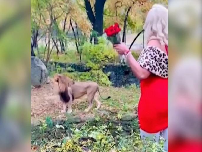 Woman Jumps Barrier at Bronx Zoo Lion Exhibit, Dances With Roses | सिंहाच्या पिंजऱ्यात उडी मारुन म्हणाली, I Love U; पतीनं बनवला व्हिडीओ, मग... Woman Jumps Barrier at Bronx Zoo Lion Exhibit, Dances With Roses | सिंहाच्या पिंजऱ्यात उडी मारुन म्हणाली, I Love U; पतीनं बनवला व्हिडीओ, मग...